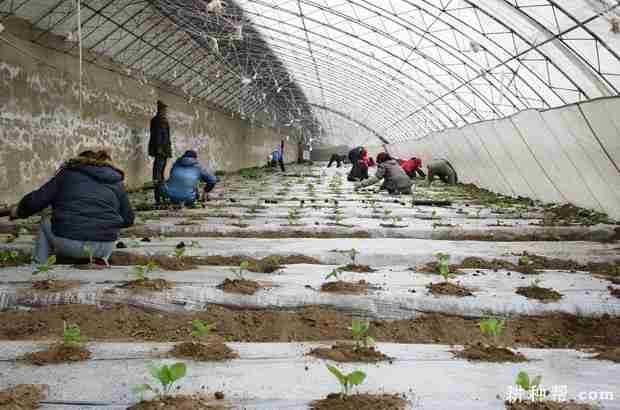 茄子每亩定植多少株合适呢(茄子每亩定植多少株合适呢)